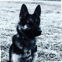 Copper Shepherd
