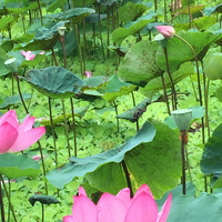 Hsiao Ning