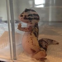 Spike Hsueh