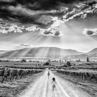 Roche Wines
