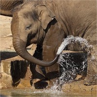 Дмитрий Степанов