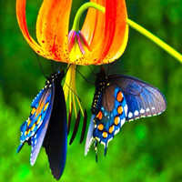 Daniela Tamborrell Couttolenc