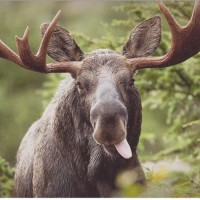 Sniffable Moose
