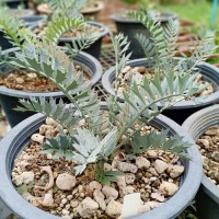 Bella Cycad