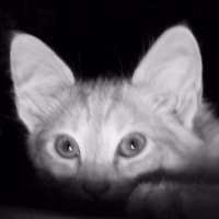 elena malmierca lerma