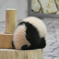 唐宇飞