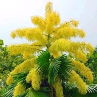 Hafiz Muhammad Umair