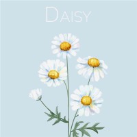 Daisy Chen