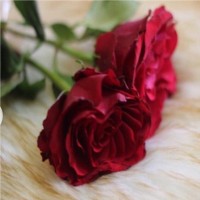 ريمه الشمري