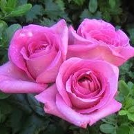 Nesren El_Attar