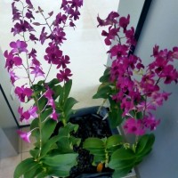 Zulkifli NDT TECH ASNT