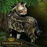 Principessa Cattery Bengal Cats
