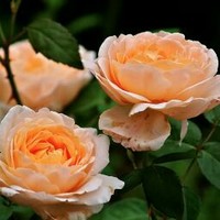 Rose Mary