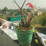 RaviGanesh t