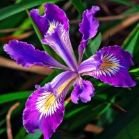 Iris Lewis