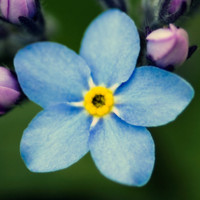 Elizabeth Kirkendall