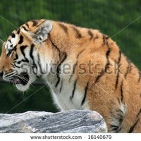 channu hiremath
