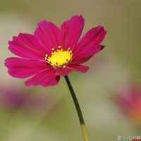 MARIA DEL CARMEN ESCALANTE PLATA