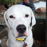 George J. Kowals, Jr.