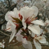 齐海乐