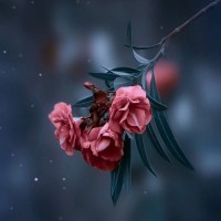Susan M