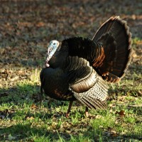 Turkey God