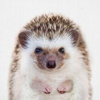 Mr. Hedge Hog