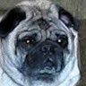 Pug Master