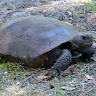 T Turtle