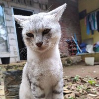 Nur Rara