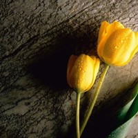 Vinod Singh