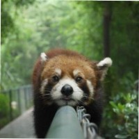 Florin Paraschivescu