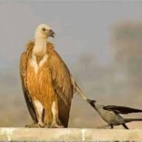 Badr Ahmed