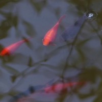 Martín Elizalde arbilla