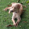 Annie Lisboa