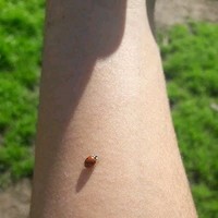 Arnulfo Villaseñor G.