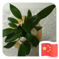 付广斌