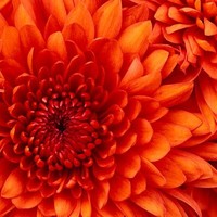 Abba Mahabara Yang Putra, Md