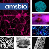 Physiologically Relevant Cell Culture 