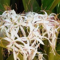 Leoncia Carballodiaz