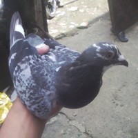 Kevin Dedumo