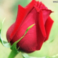 Amir Mehmood