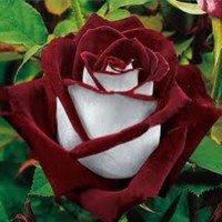 Francisco Jose Diaz Fernandez