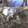 Sandy Turtle