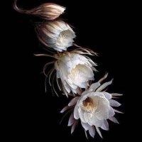 张志华