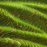 科瑞莱