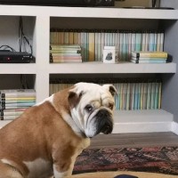 Davide Terenzio Pinto