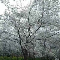 张阿姣