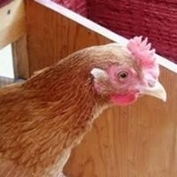 OSC_LI User1