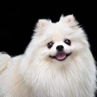 郑友龙